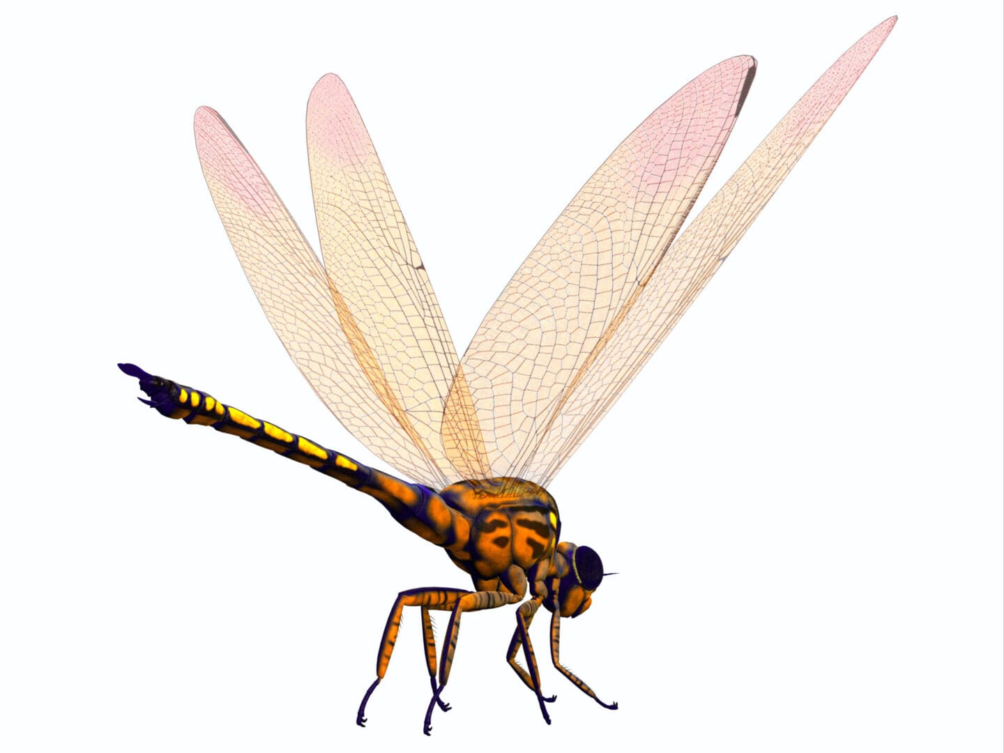 Meganeura was extremely large carnivorous dragonfly insect that lived in France and England during the Carboniferous Period.