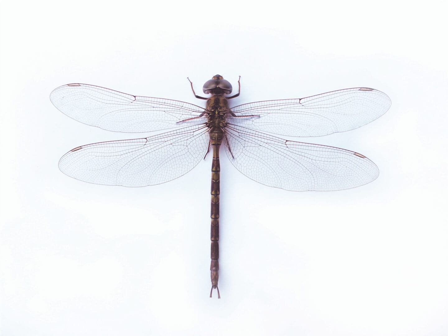 Top view of dark dragonfly with white floor background