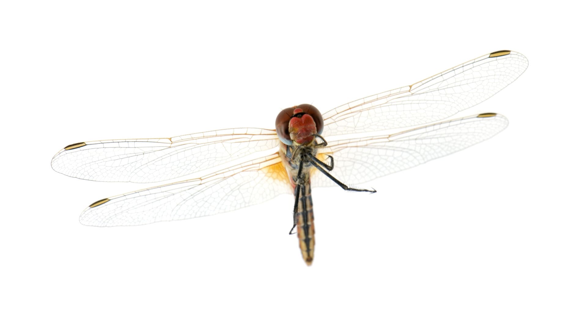 Sympetrum fonscolombei in front of a white background